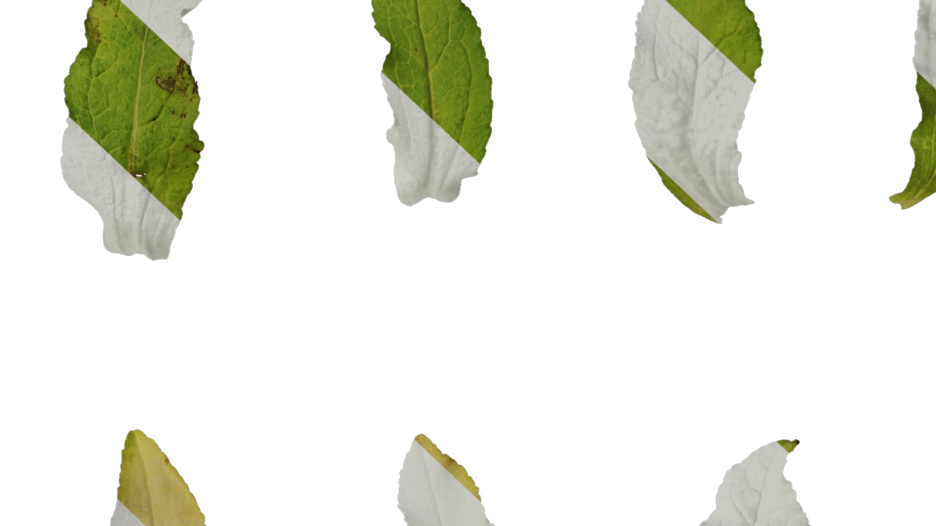 Anydrafts Campanula medium Leaf 02 Texture_7