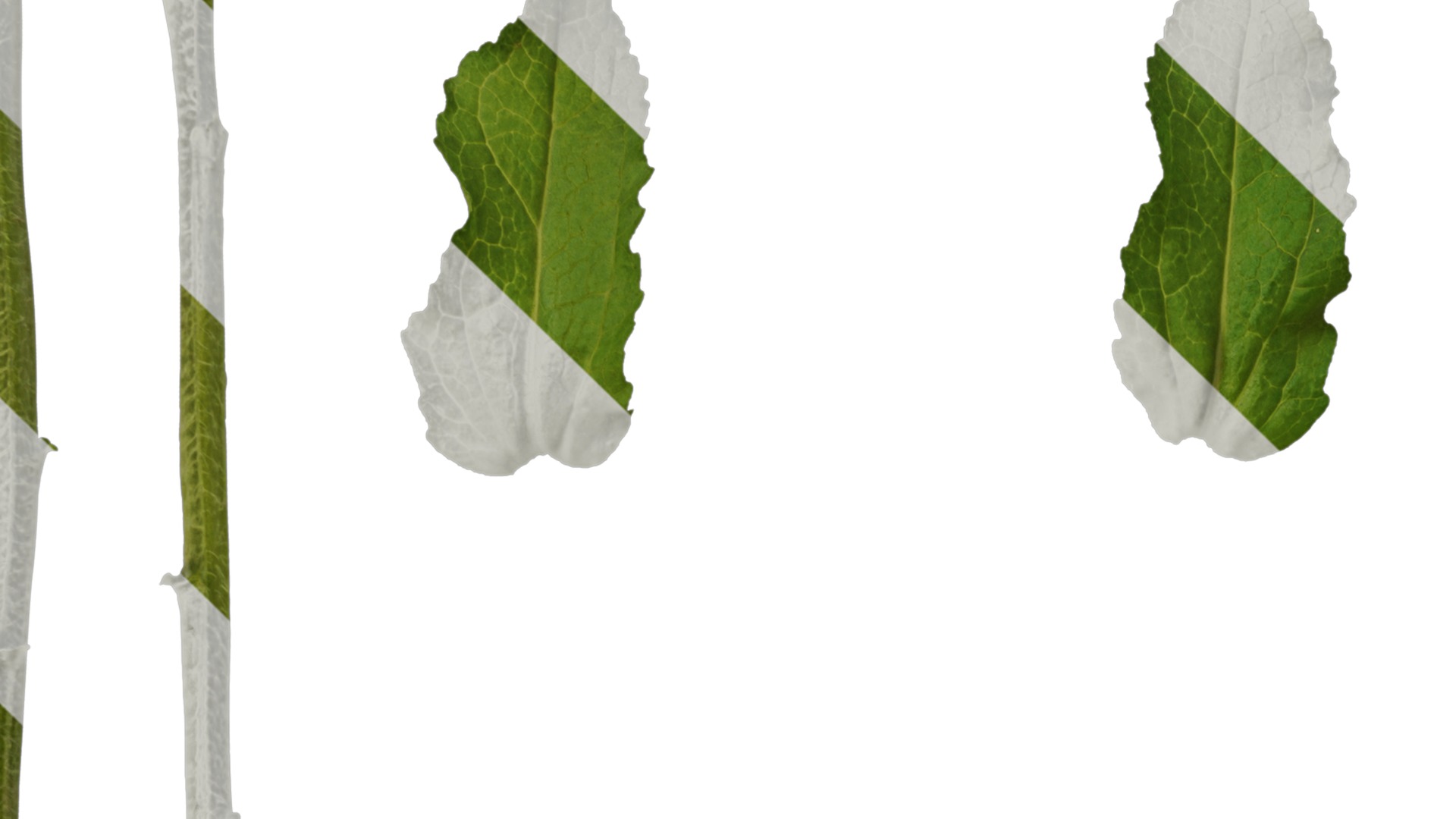 Anydrafts Campanula medium Leaf 02 Texture_1