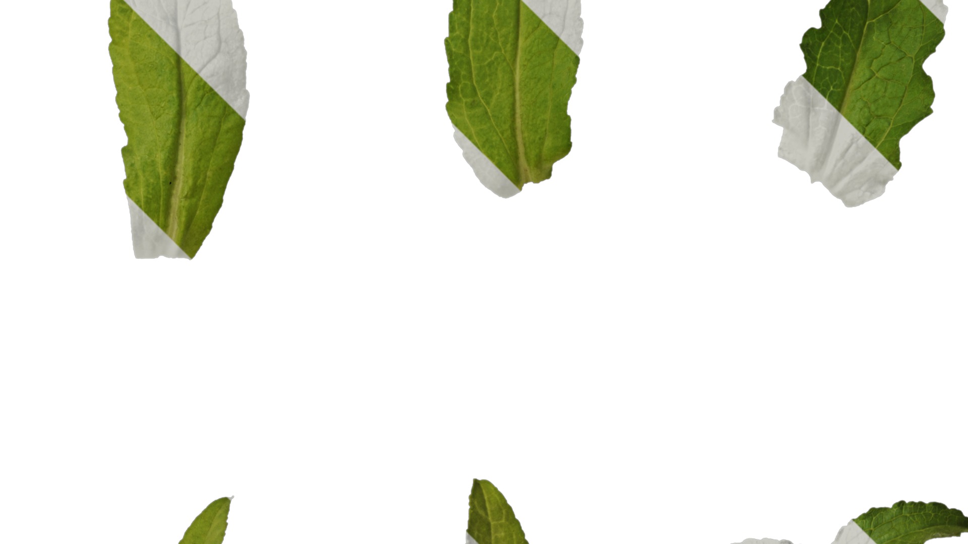 Anydrafts Campanula medium Leaf 02 Texture_2