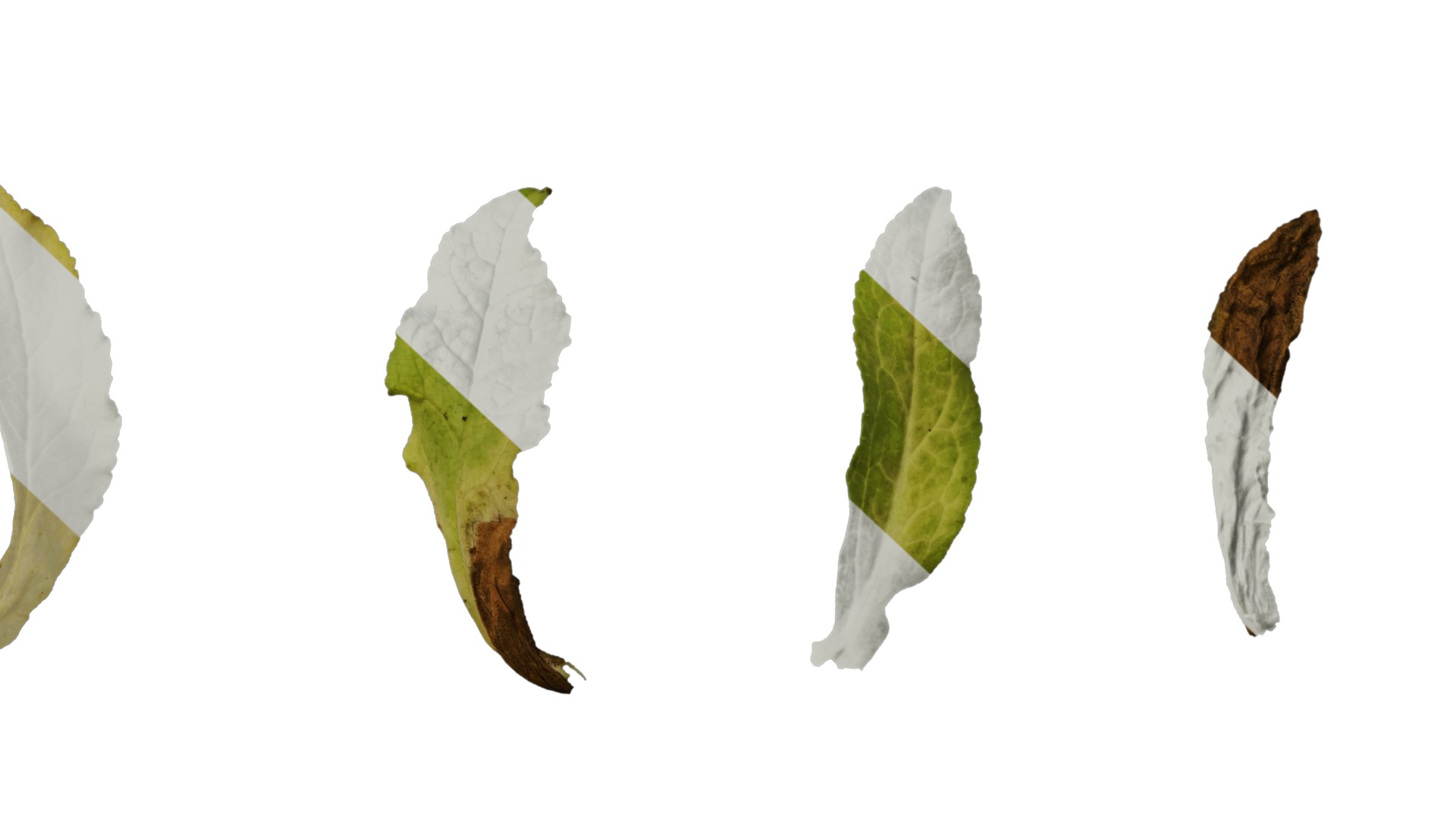 Anydrafts Campanula medium Leaf 02 Texture_6