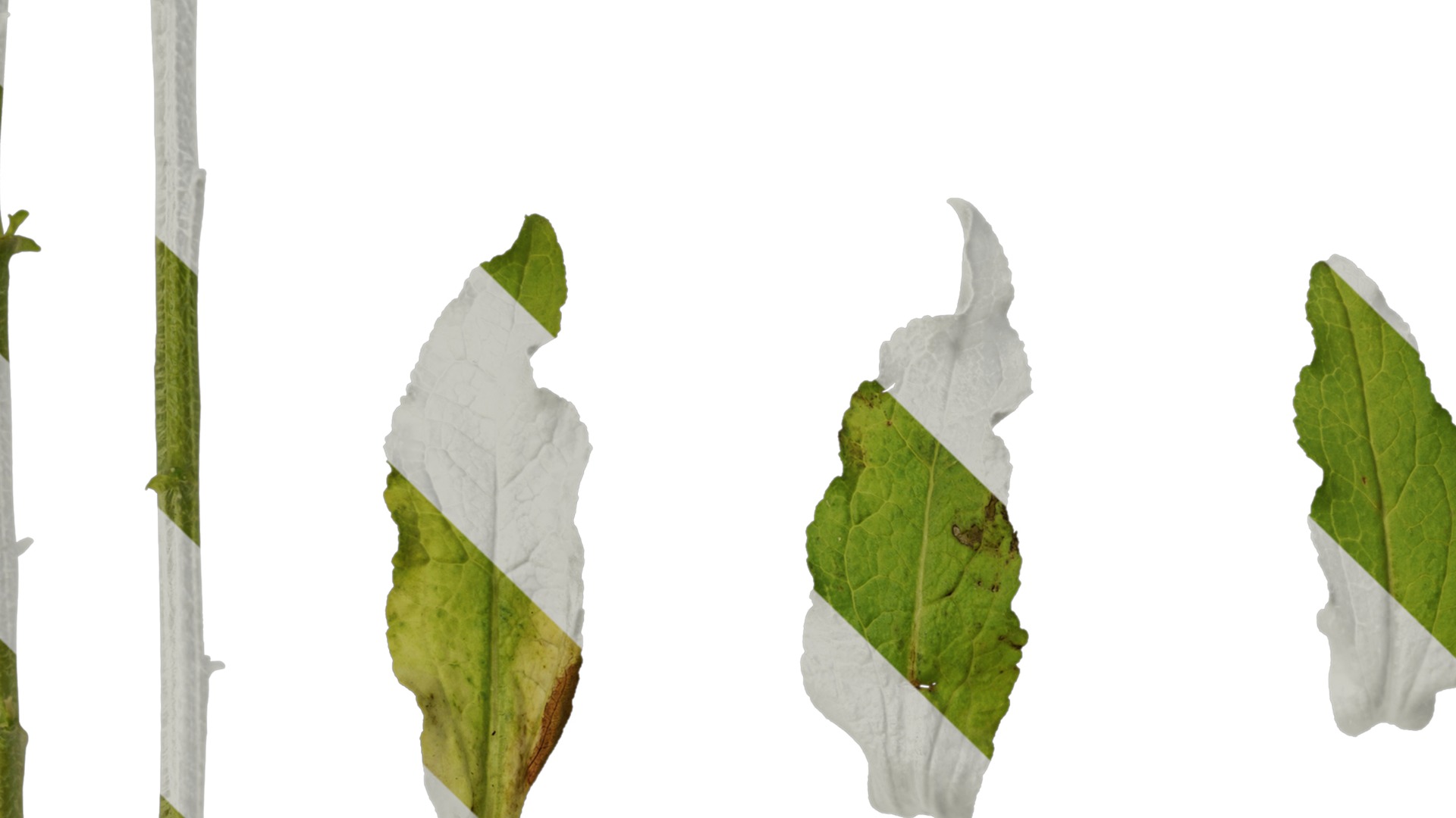 Anydrafts Campanula medium Leaf 02 Texture_3