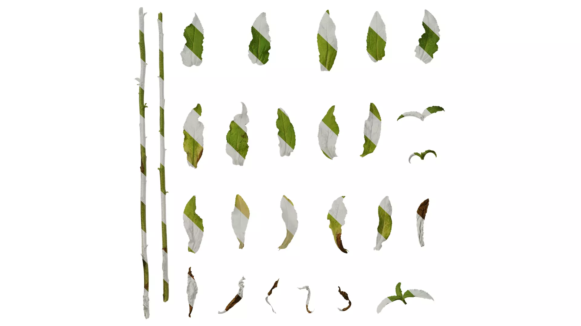 Anydrafts Campanula medium Leaf 02 Texture_0