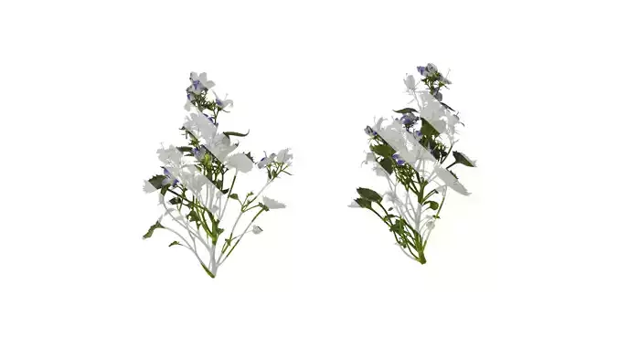 Anydrafts Campanula portenschlagiana Atlas 01