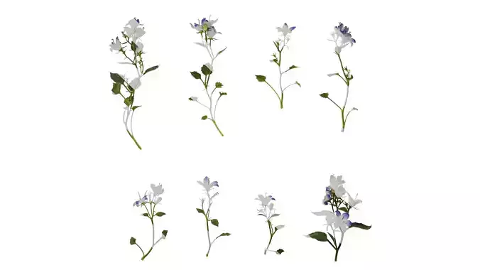 Anydrafts Campanula portenschlagiana Atlas 02 Texture