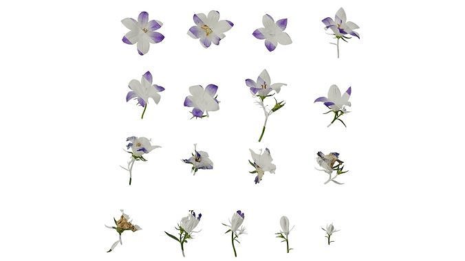 Anydrafts Campanula portenschlagiana Atlas 03 Texture
