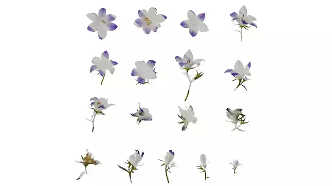 Anydrafts Campanula portenschlagiana Atlas 03