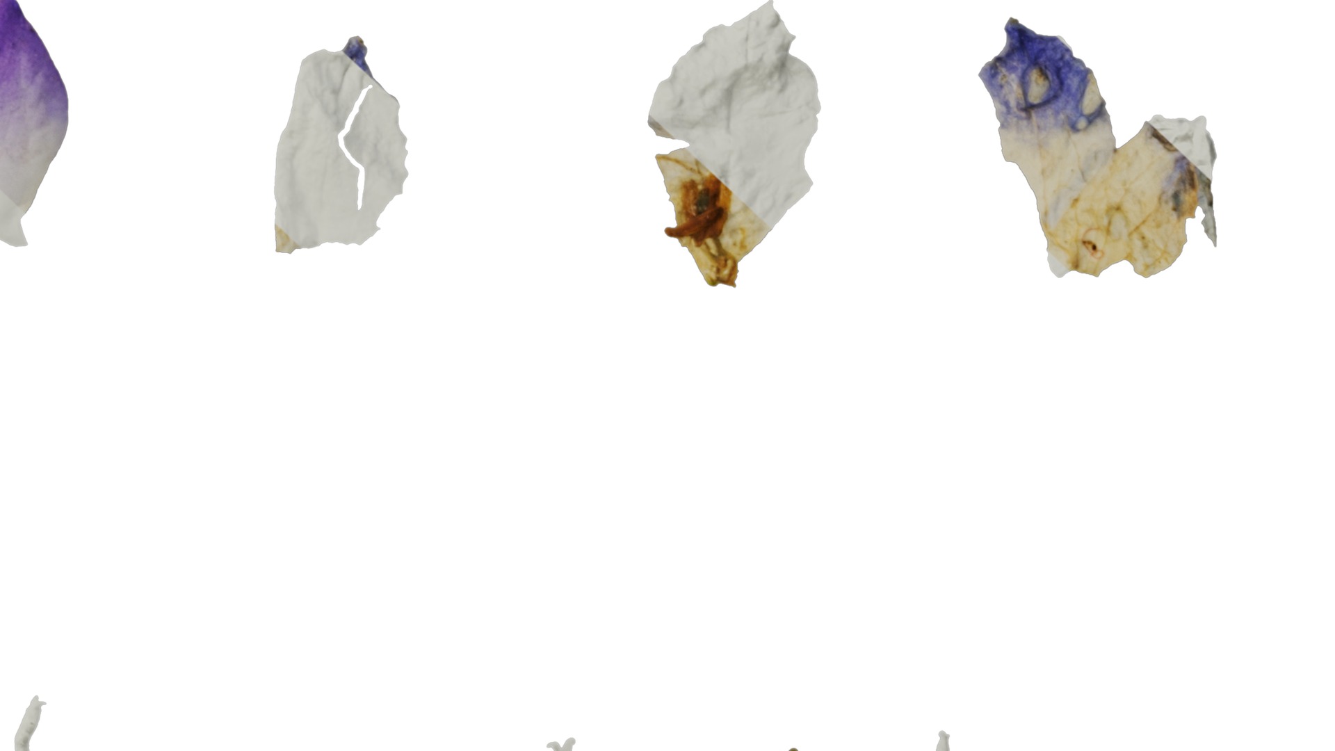 Anydrafts Campanula portenschlagiana Flower 01 Texture_6