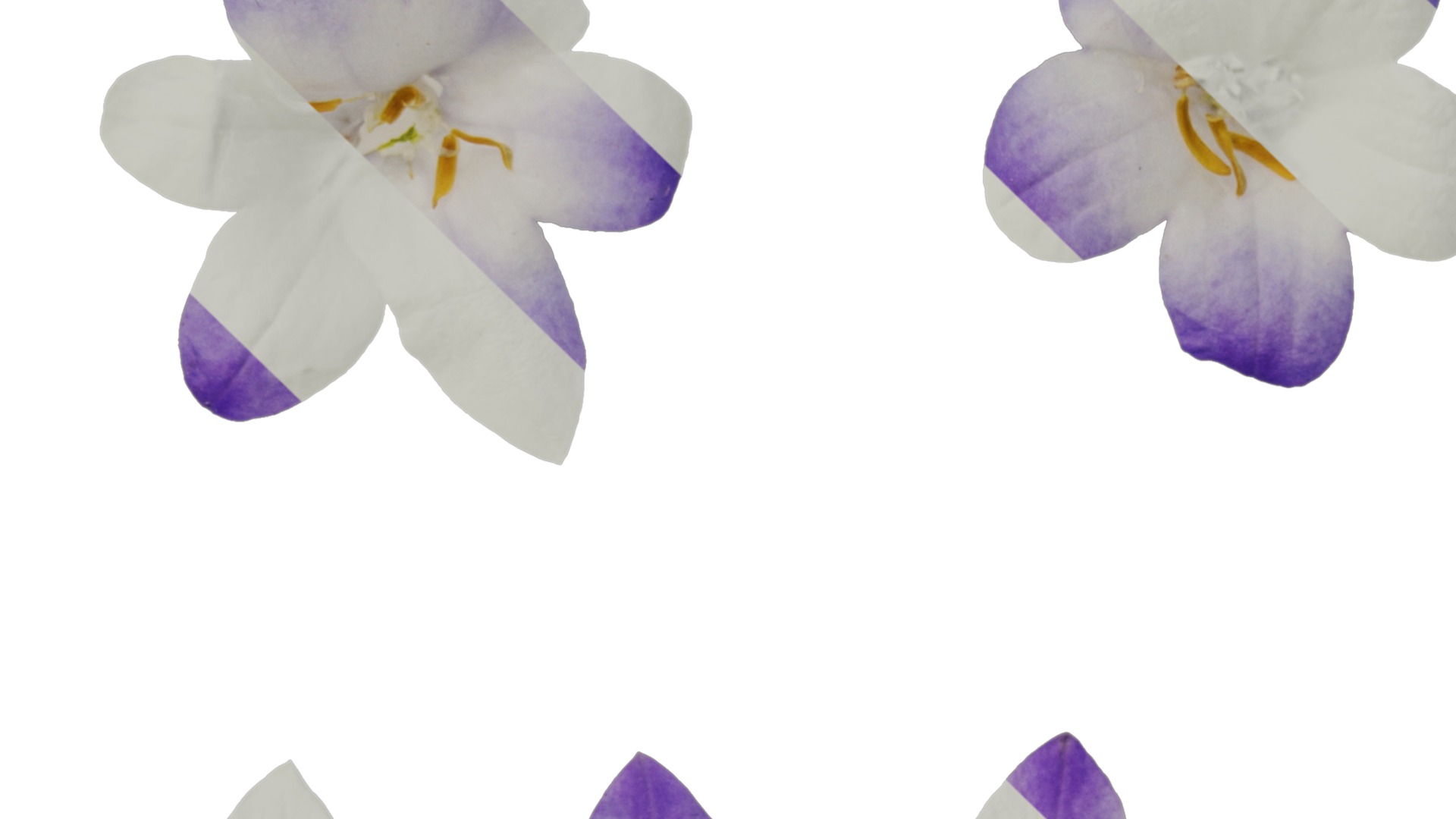 Anydrafts Campanula portenschlagiana Flower 01 Texture_1