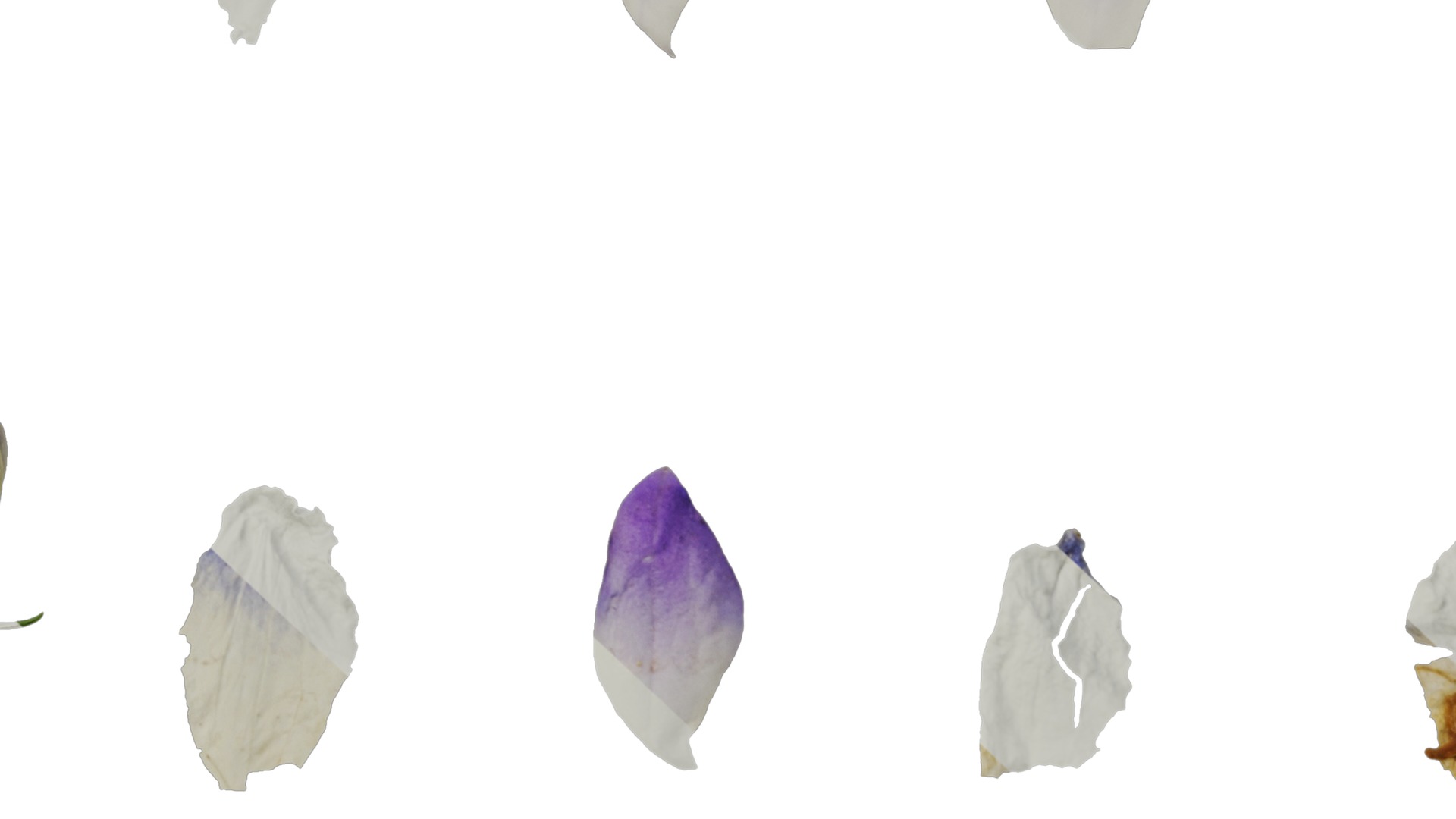 Anydrafts Campanula portenschlagiana Flower 01 Texture_7