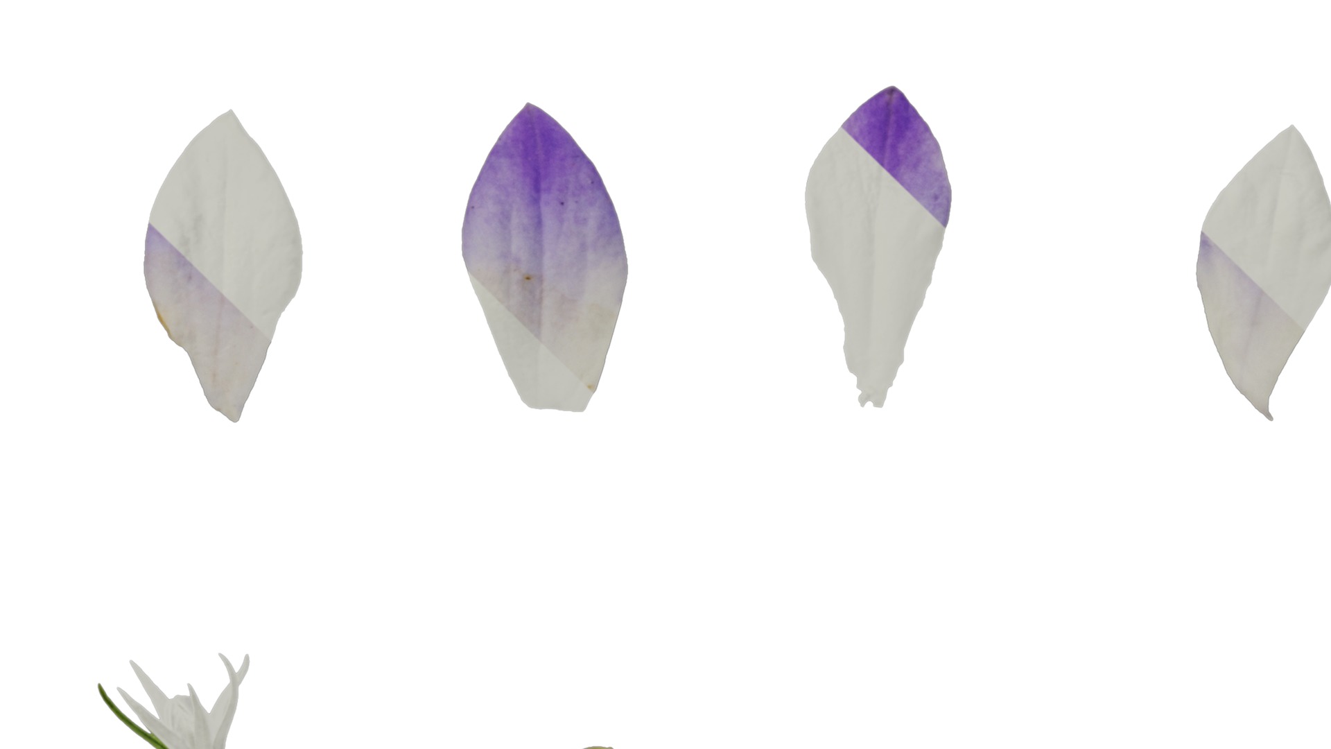 Anydrafts Campanula portenschlagiana Flower 01 Texture_3