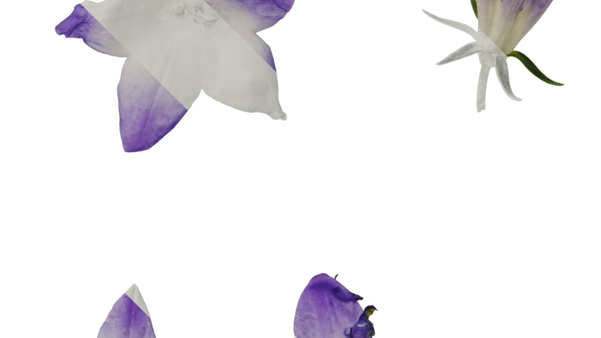 Anydrafts Campanula portenschlagiana Flower 01 Texture_2