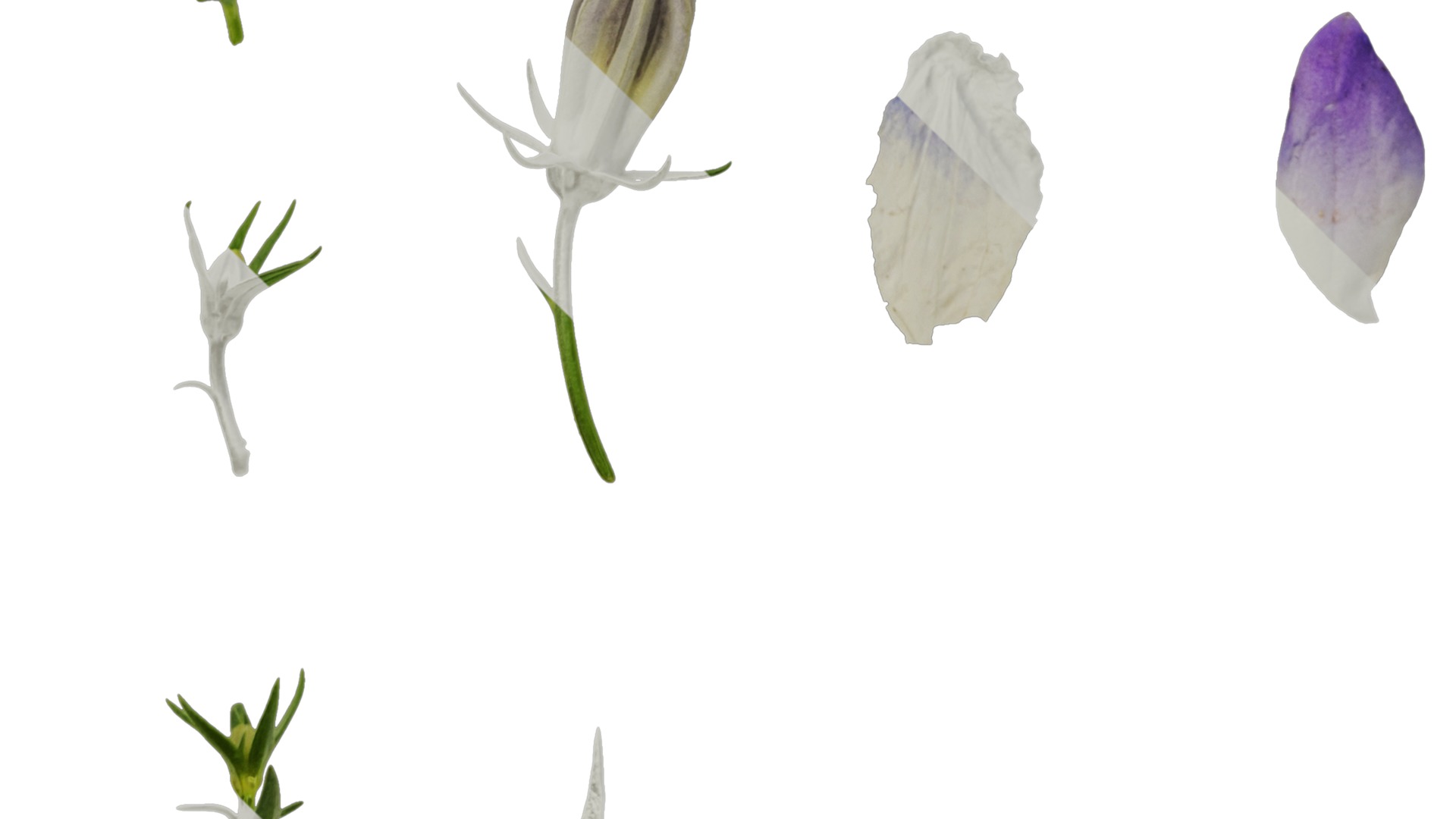 Anydrafts Campanula portenschlagiana Flower 01 Texture_5