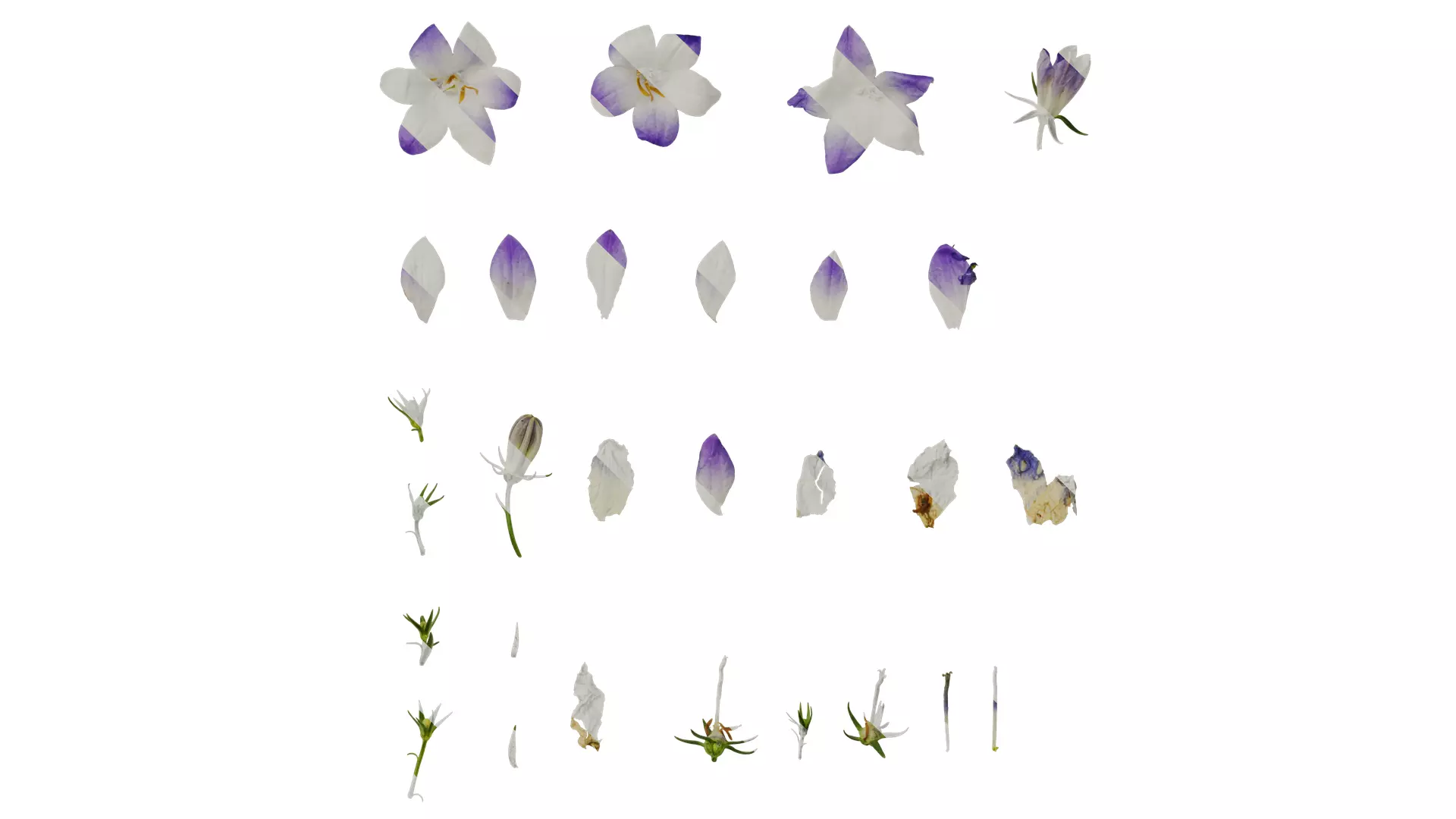 Anydrafts Campanula portenschlagiana Flower 01 Texture_0