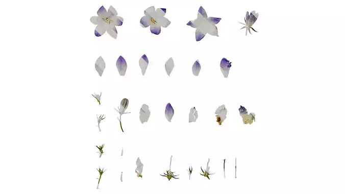 Anydrafts Campanula portenschlagiana Flower 01