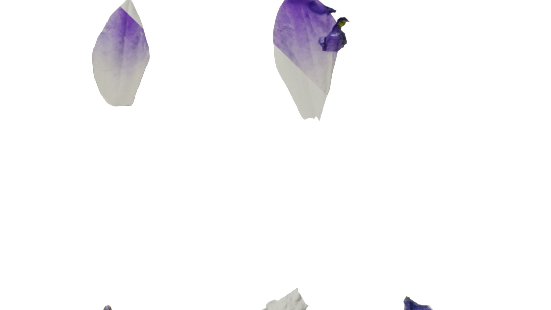 Anydrafts Campanula portenschlagiana Flower 01 Texture_4