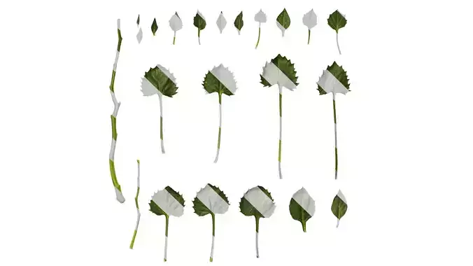 Anydrafts Campanula portenschlagiana Leaf 01