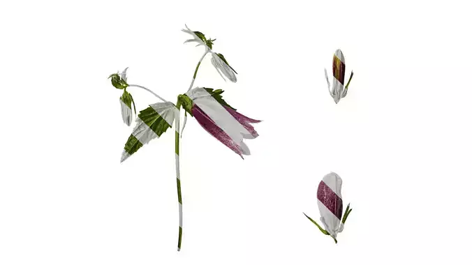 Anydrafts Campanula punctata Atlas 01