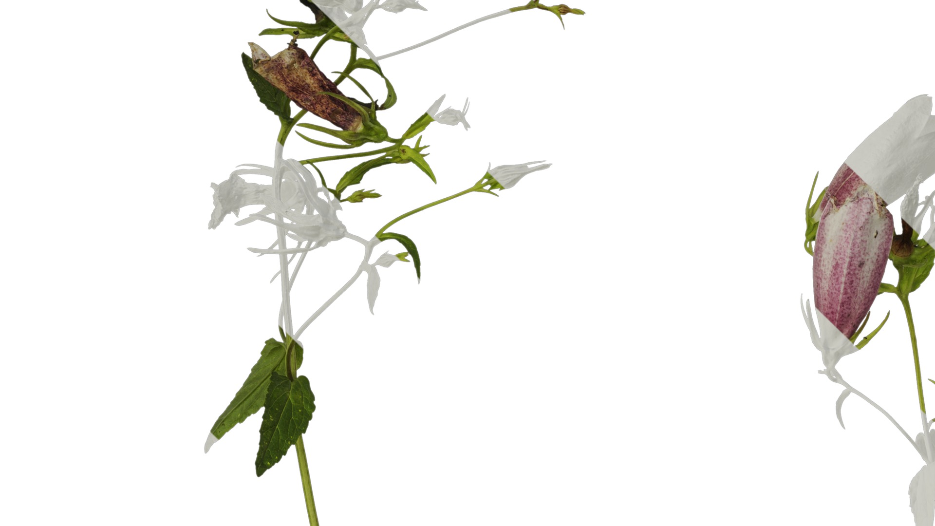 Anydrafts Campanula punctata Atlas 02 Texture_3