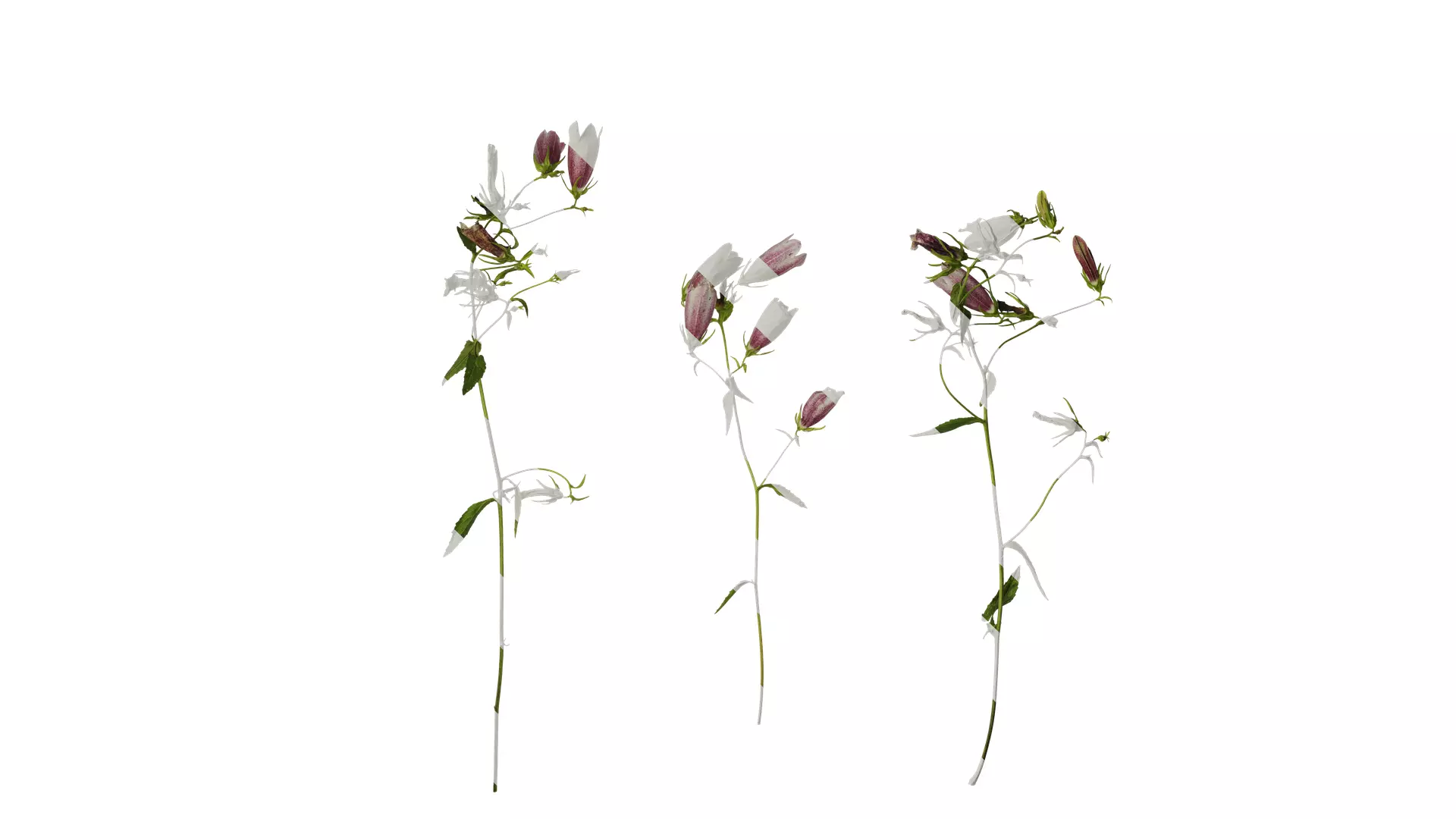 Anydrafts Campanula punctata Atlas 02 Texture_0