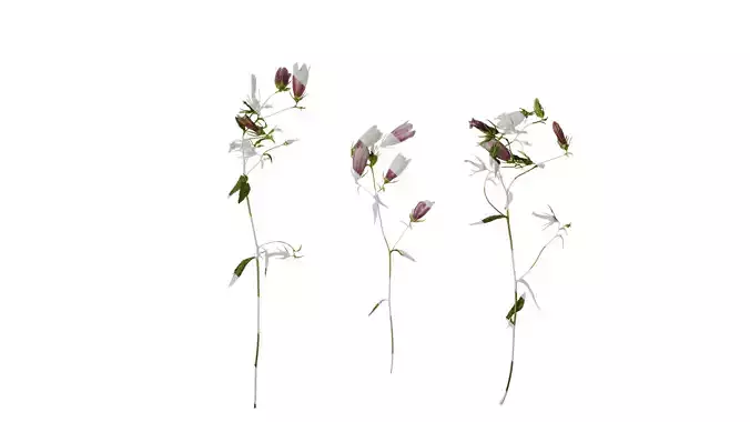 Anydrafts Campanula punctata Atlas 02