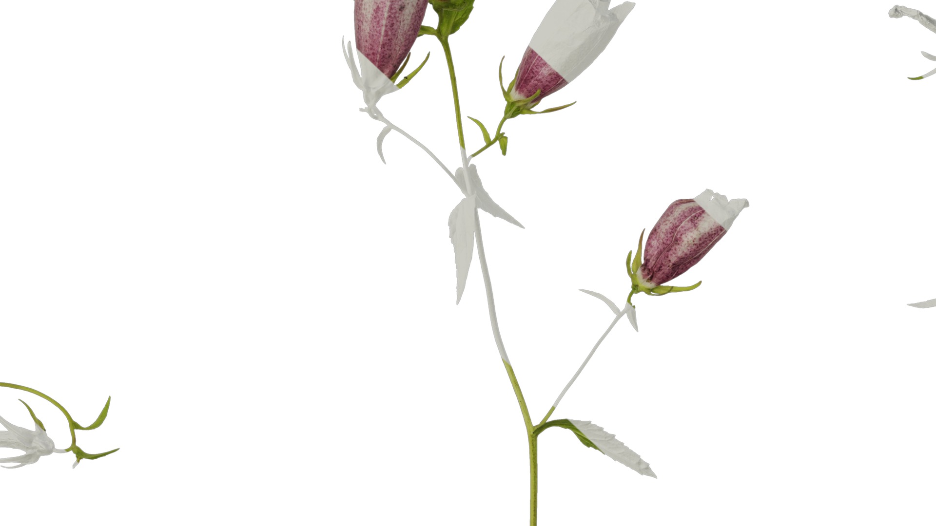 Anydrafts Campanula punctata Atlas 02 Texture_7