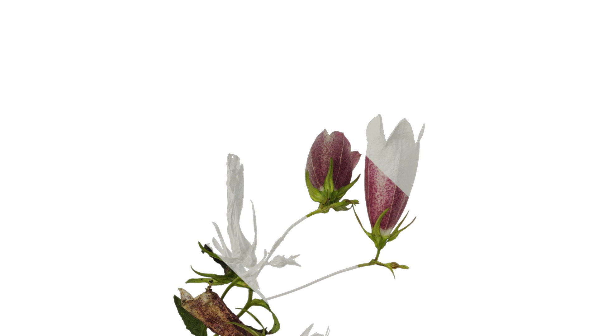 Anydrafts Campanula punctata Atlas 02 Texture_1