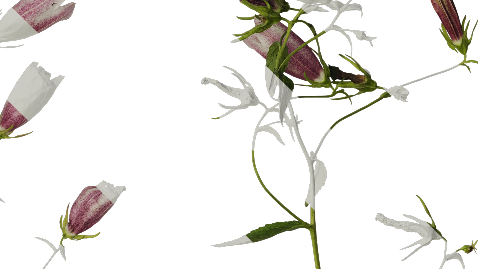 Anydrafts Campanula punctata Atlas 02 Texture_4