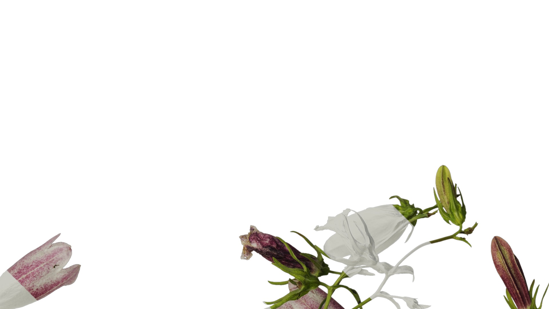 Anydrafts Campanula punctata Atlas 02 Texture_2