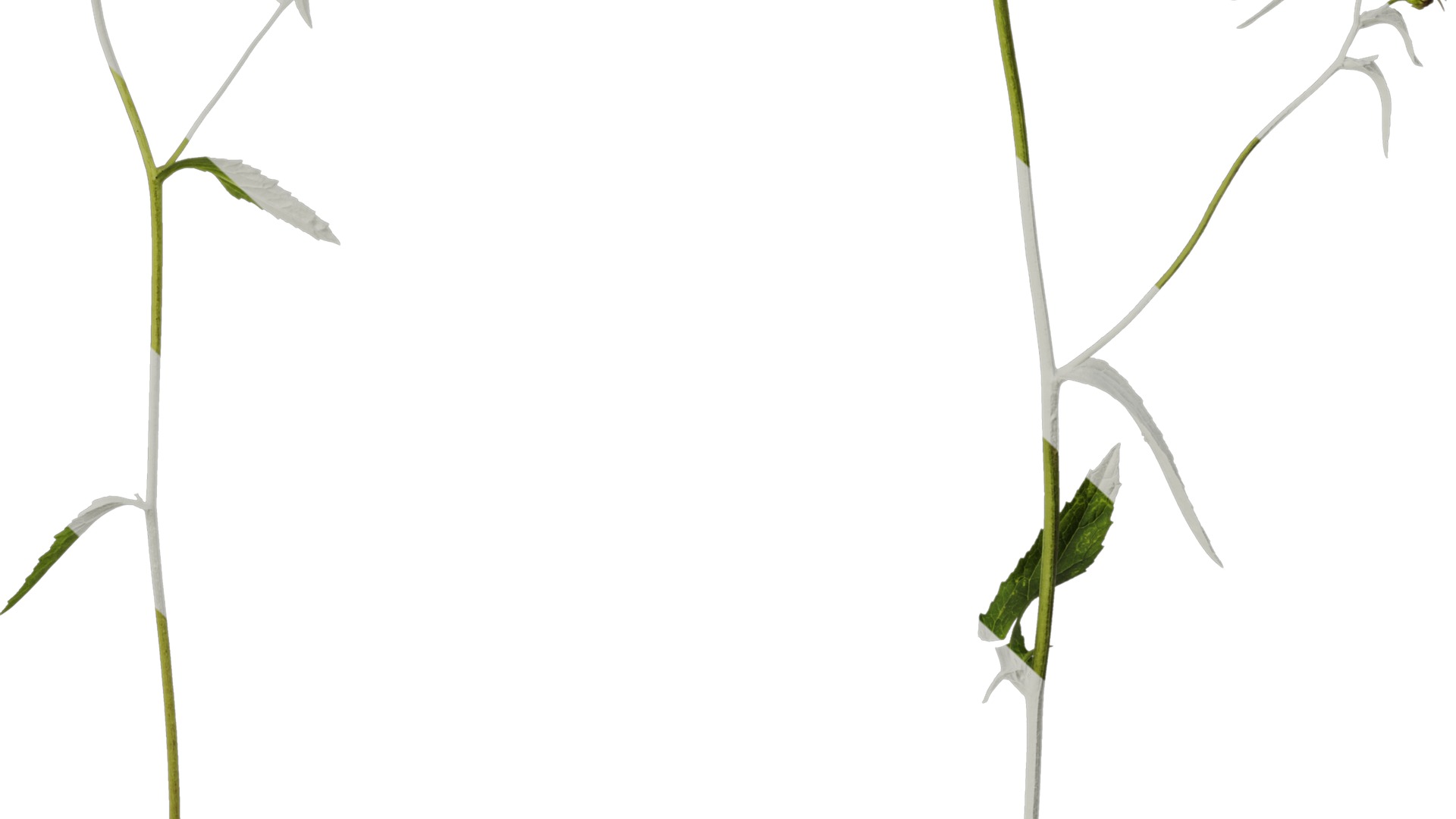 Anydrafts Campanula punctata Atlas 02 Texture_6