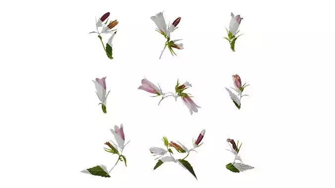 Anydrafts Campanula punctata Atlas 03