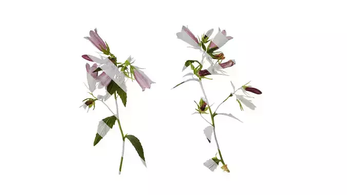 Anydrafts Campanula punctata Atlas 04 Texture