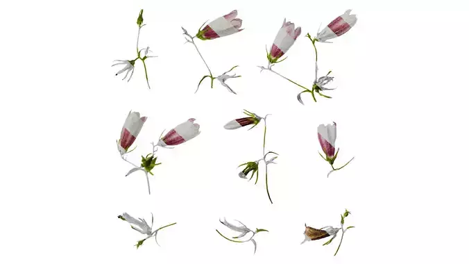 Anydrafts Campanula punctata Flower 02