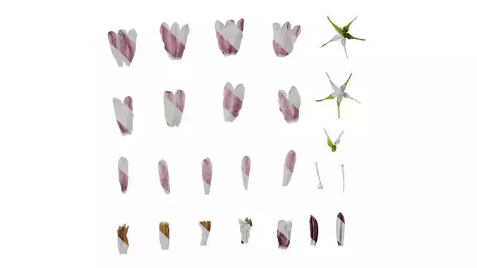 Anydrafts Campanula punctata Flower 04