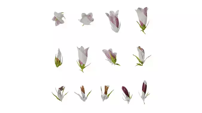 Anydrafts Campanula punctata Flower 05 Texture