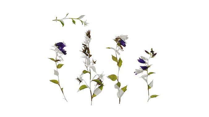 Anydrafts Campanula sarastro Atlas 01 Texture