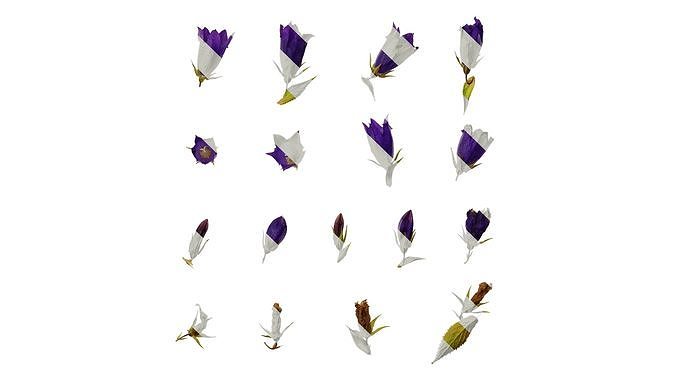 Anydrafts Campanula sarastro Flower 01 Texture