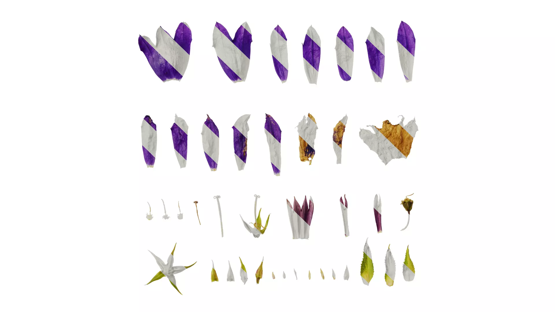 Anydrafts Campanula sarastro Flower 02 Texture_0