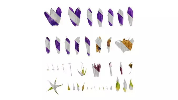 Anydrafts Campanula sarastro Flower 02 Texture