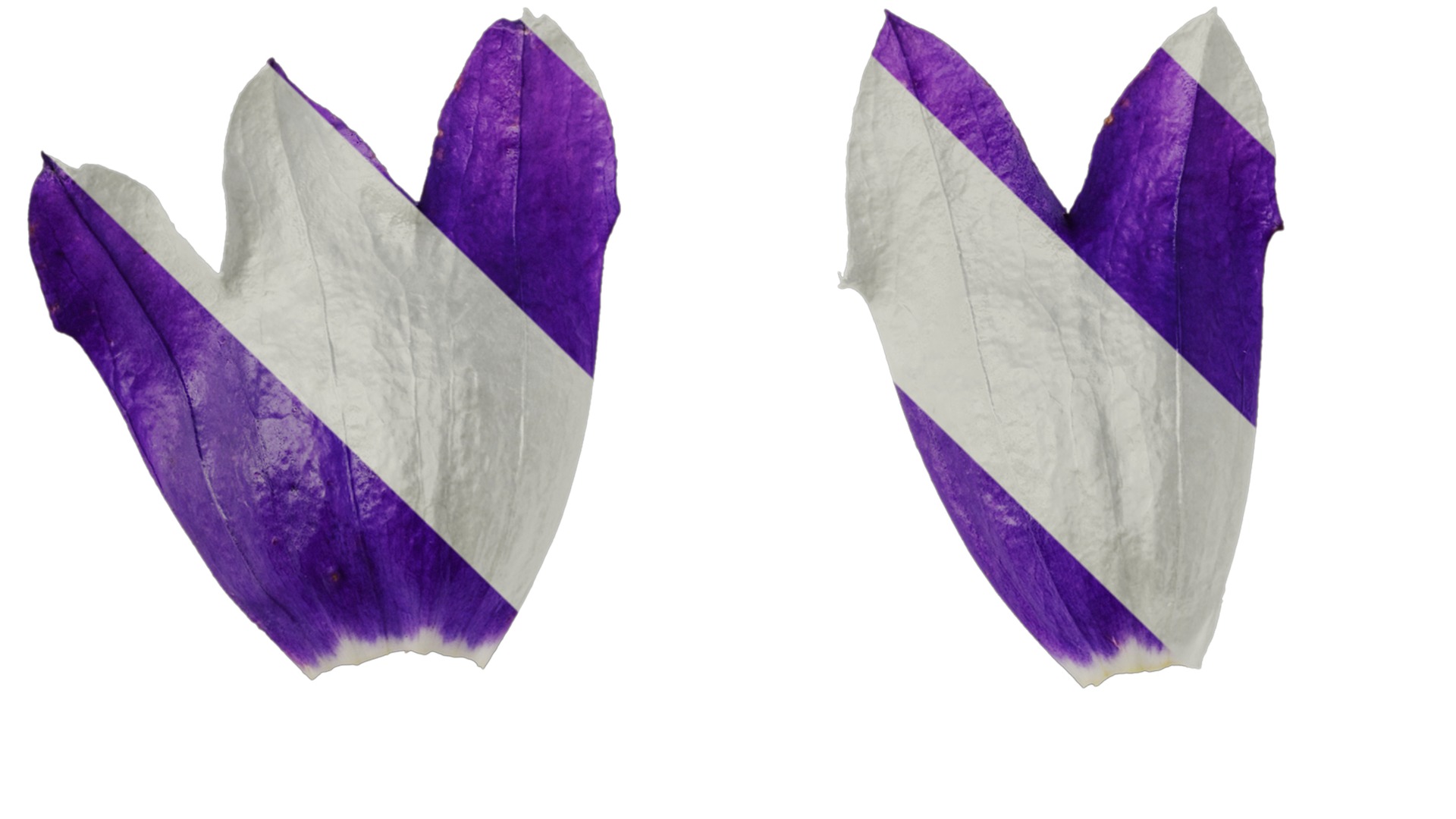 Anydrafts Campanula sarastro Flower 02 Texture_1