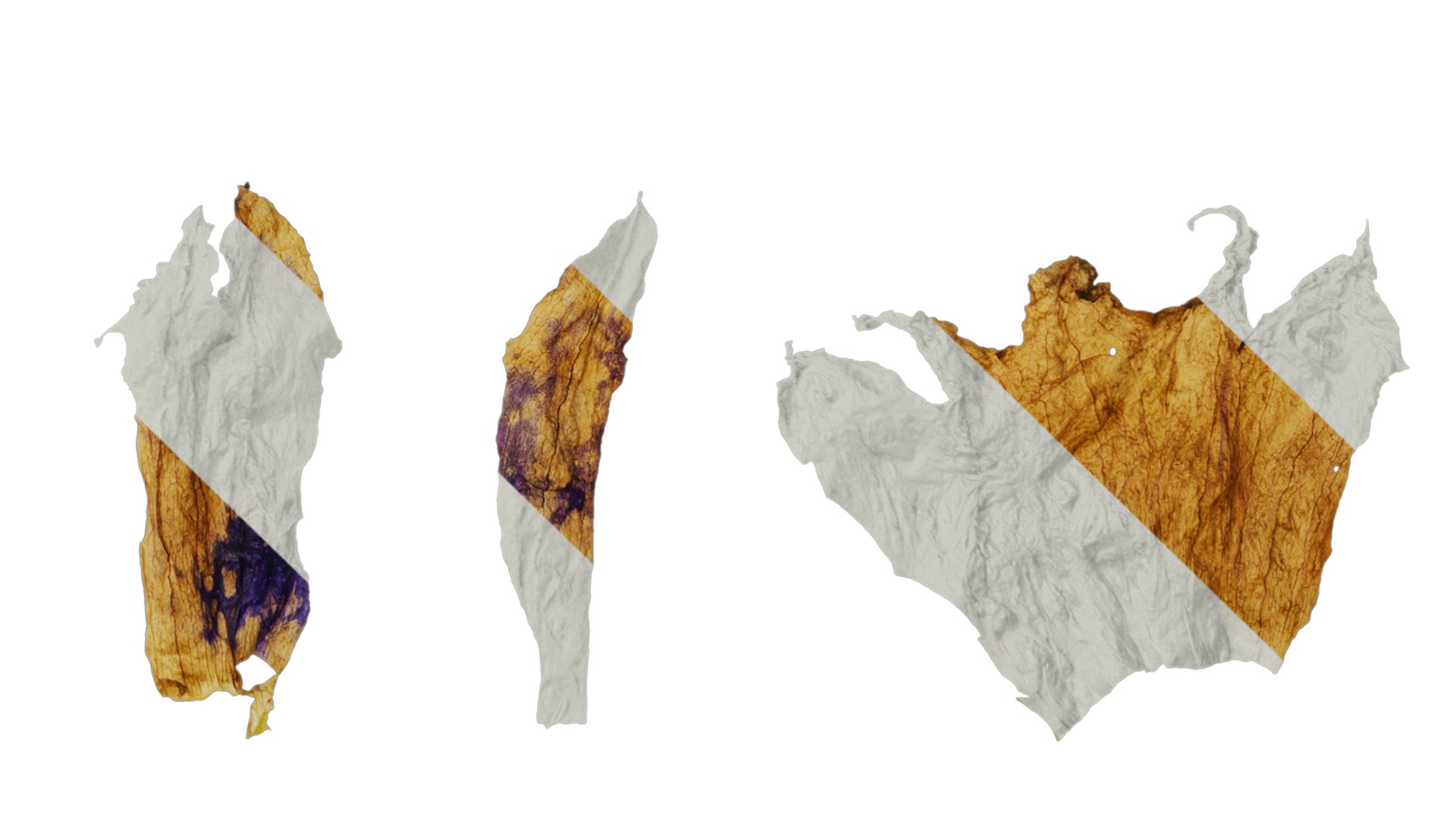 Anydrafts Campanula sarastro Flower 02 Texture_4