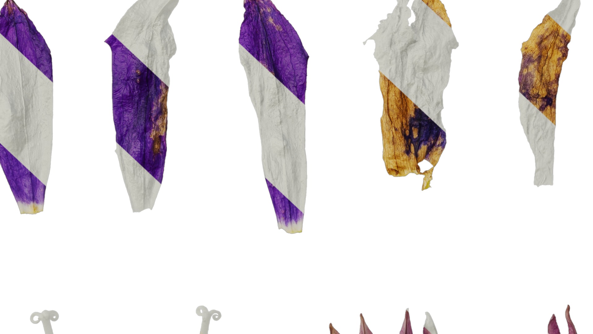 Anydrafts Campanula sarastro Flower 02 Texture_7