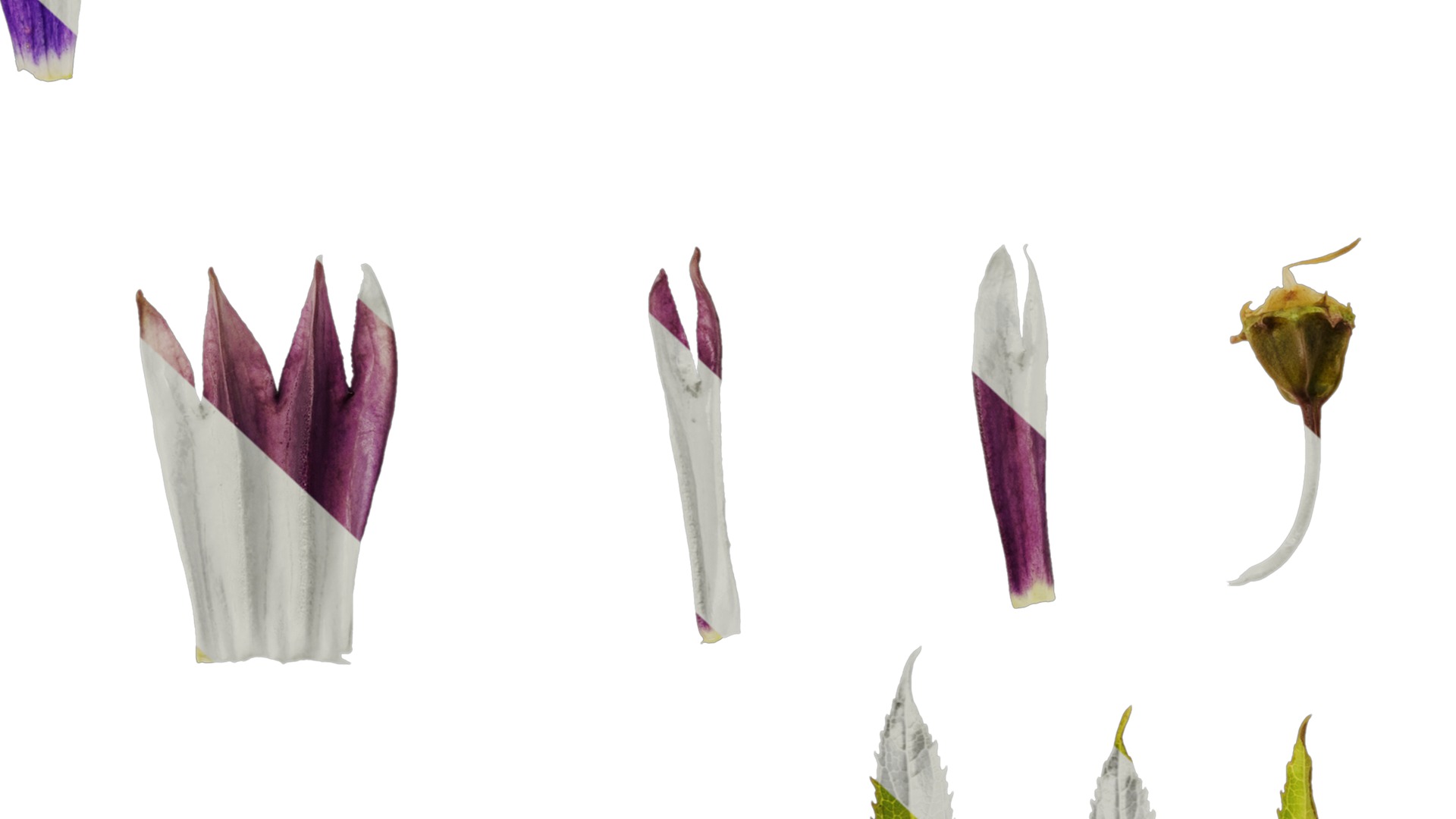 Anydrafts Campanula sarastro Flower 02 Texture_6