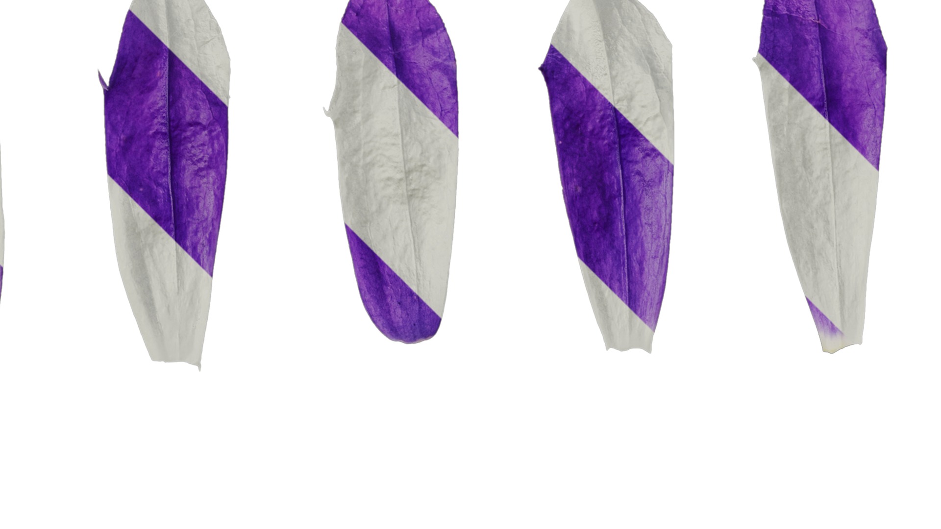 Anydrafts Campanula sarastro Flower 02 Texture_2