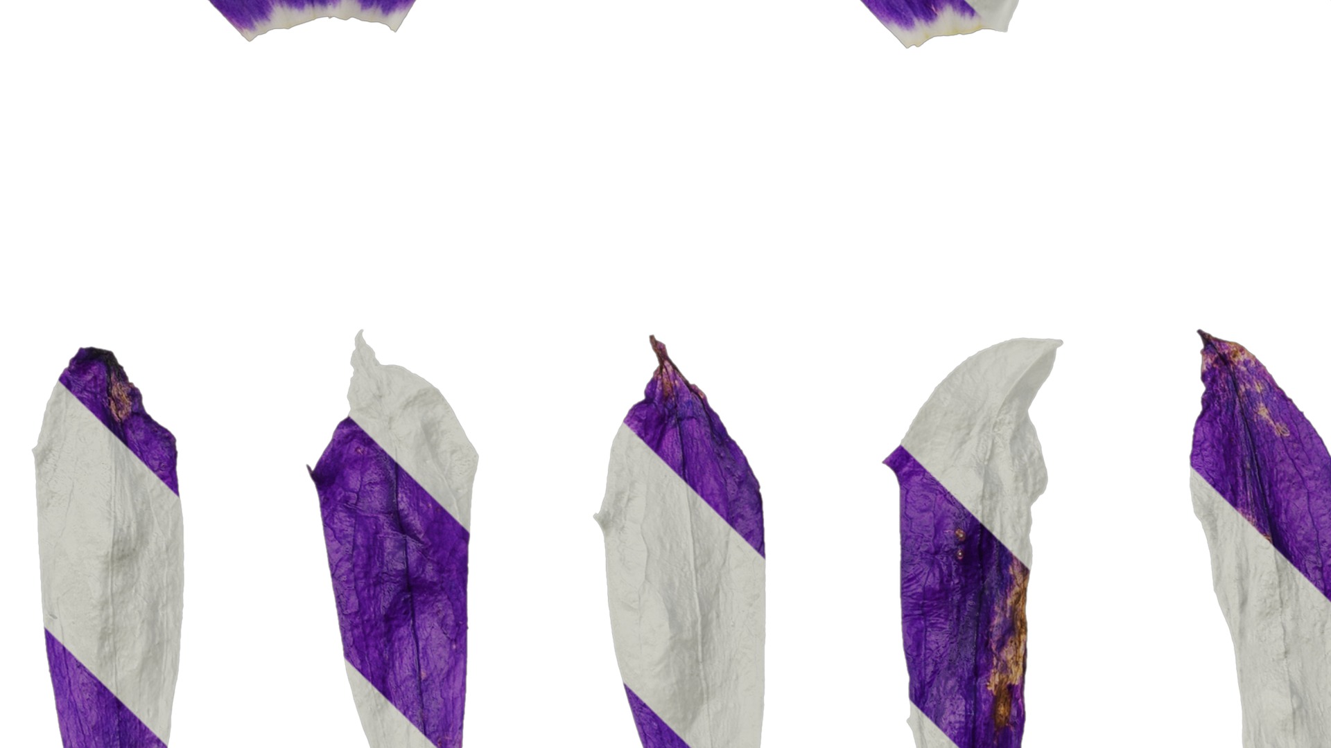 Anydrafts Campanula sarastro Flower 02 Texture_3