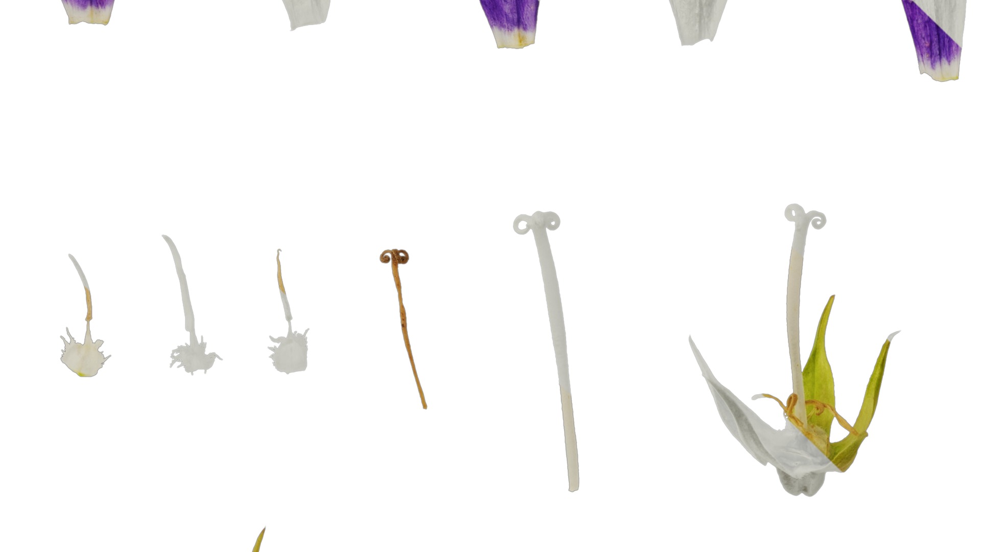 Anydrafts Campanula sarastro Flower 02 Texture_5