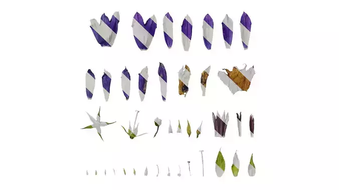 Anydrafts Campanula sarastro Flower 03