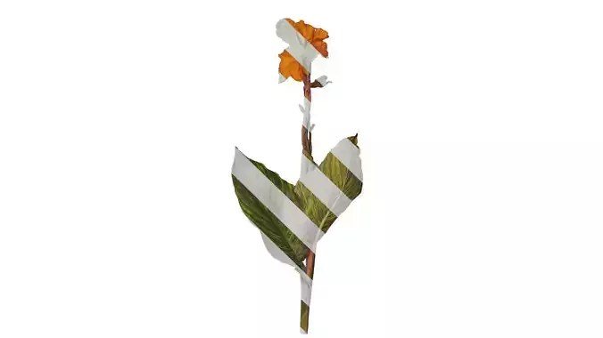 Anydrafts Canna indica Atlas 18