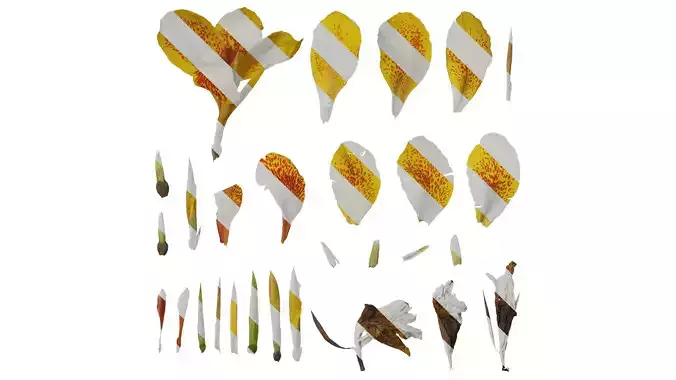 Anydrafts Canna indica Flower 01