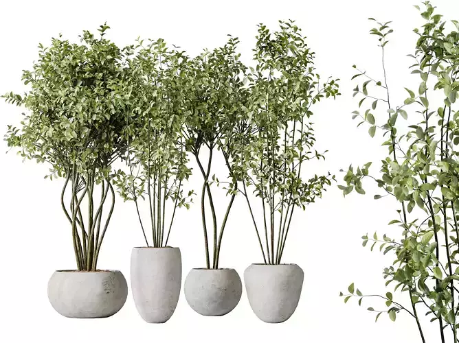AV Indoor plants set 156 Beech Olea Europaea Olive Eucalyptus