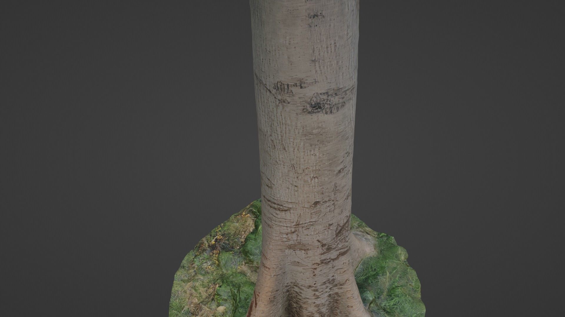 Tree Tall Low-poly 3D model_5